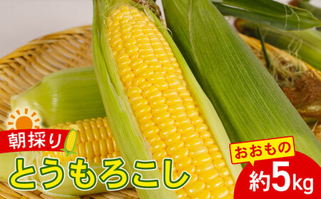 とうもろこし おおもの 5kg 【先行予約】 トウモロコシ