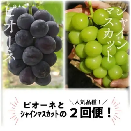 【発送月固定定期便】ピオーネとシャインマスカットの満足便! 各大2房入/1.3kg(岡山県産)全2回【配送不可地域：離島】【4067477】