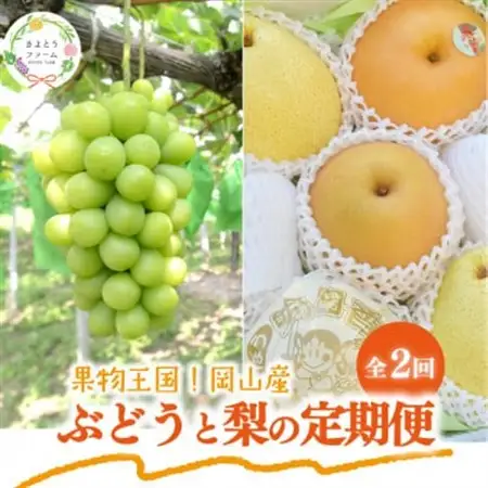 【発送月固定定期便】人気のシャインマスカットと希少品種の梨、フルーツ満足便!(岡山県産)全2回【配送不可地域：離島】【4067496】