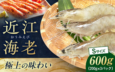 近江海老 600g(Sサイズ)[AQBA009]えび 近江海老 エビ