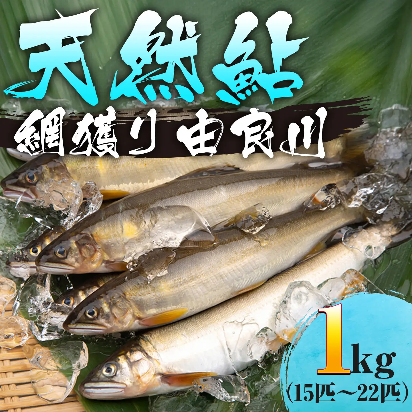 天然鮎 網獲り 冷凍 約1kg（約15匹～22匹）鮎