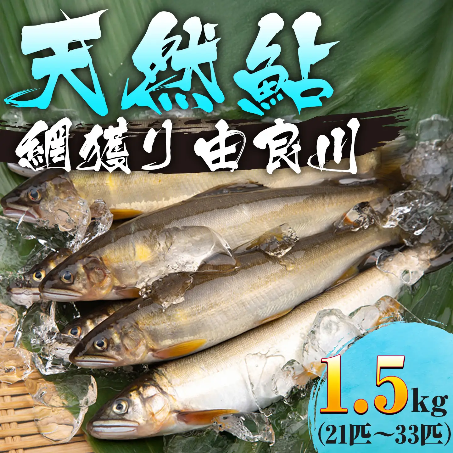 天然鮎 網獲り 冷凍 約1.5kg（約21匹～33匹）
