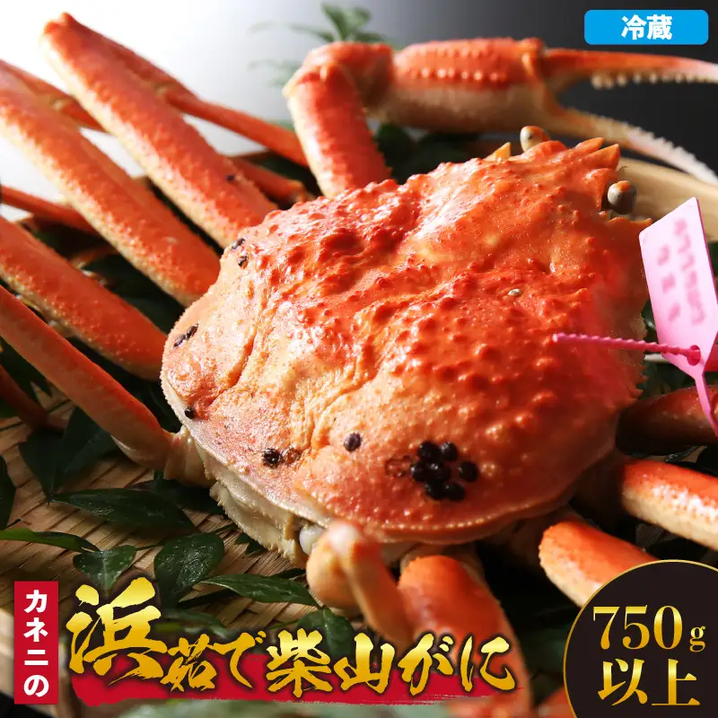 【先行予約】カネニの浜茹で柴山がに 750g以上 冷蔵【令和8年11月中旬以降発送予定】 高級 かに カニ 06-20
