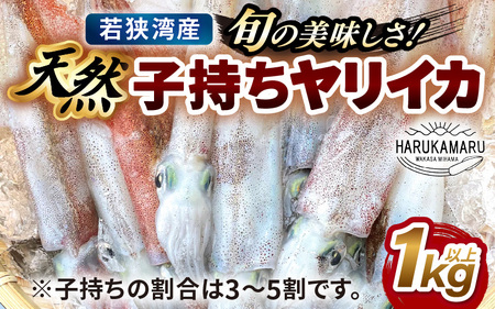 旬の美味しさ 天然 子持ちヤリイカ 1kg 以上【 子持ちやりいか 】[m36-a023]