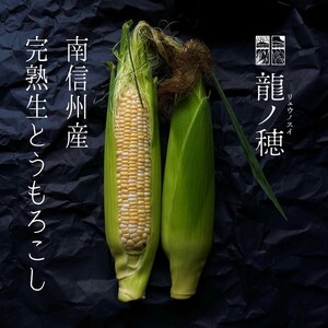 【2026年分先行受付】南信州産 完熟生とうもろこし 約8kg | 長野県 飯田市