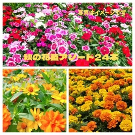 秋の花苗セット24ポット【配送不可地域：離島・北海道・沖縄県】【1624795】