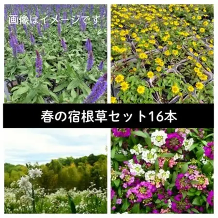 武蔵　春凄草宿根草セット(はるすごそう　しゅっこんそう)【配送不可地域：離島・北海道・沖縄県】【1624827】