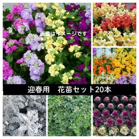 迎春用　花苗セット20ポット【配送不可地域：離島・北海道・沖縄県】【1625220】
