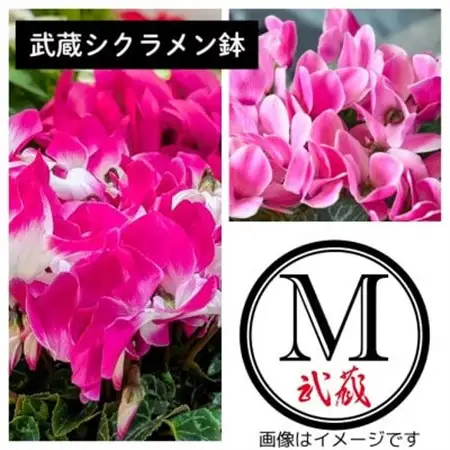 武蔵シクラメン18cm　1鉢【配送不可地域：離島・北海道・沖縄県】【1625225】