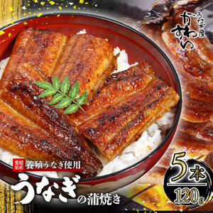 【うなぎ】〈うなぎ屋かわすい〉愛媛県松山市養殖うなぎを使用！うなぎ蒲焼 5本 (1尾：120～149g) 【KWS005】
