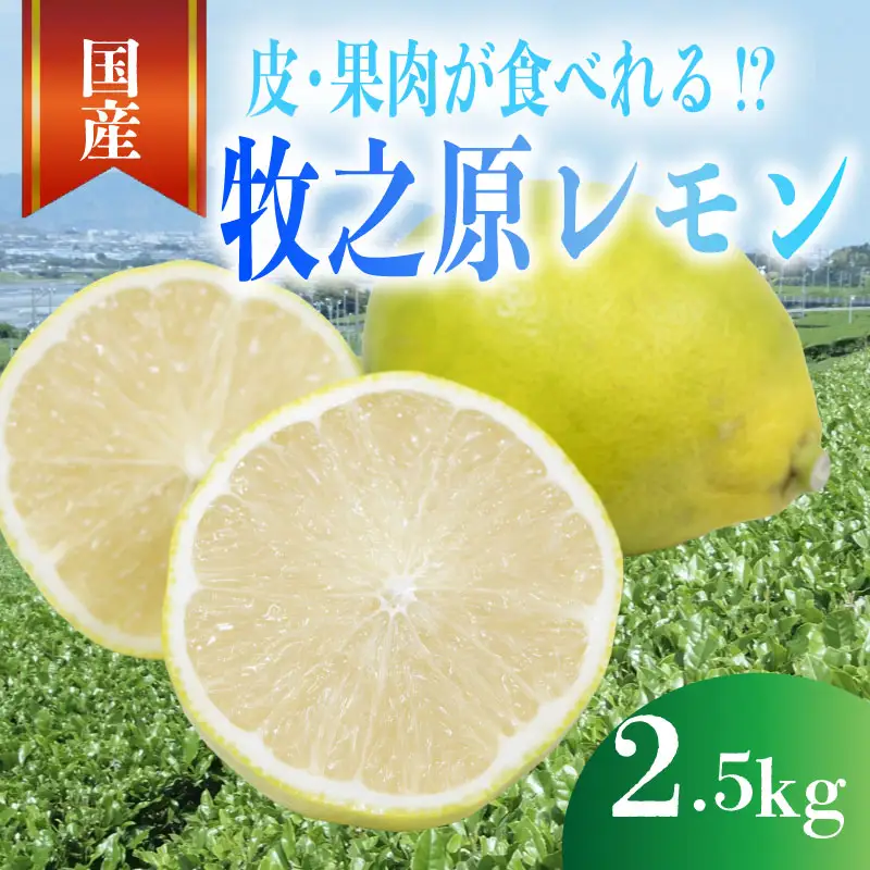 【先行予約 国産 レモン】 2.5kg れもん 檸檬 タタラ商店 