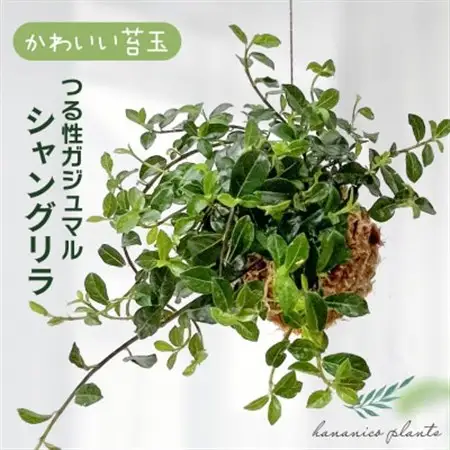 シャングリラ つる性ガジュマル 苔玉 幸福を呼ぶ 観葉植物　【1623430】