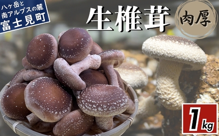 肉厚国産 生しいたけ 1kg | しいたけ 株式会社レインボー