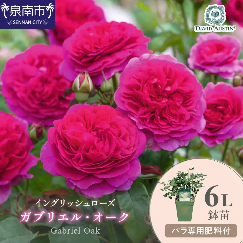 【イングリッシュローズ】デビッド・オースチン ガブリエル・オーク6L鉢苗（バラ専用肥料付）【025D-026】