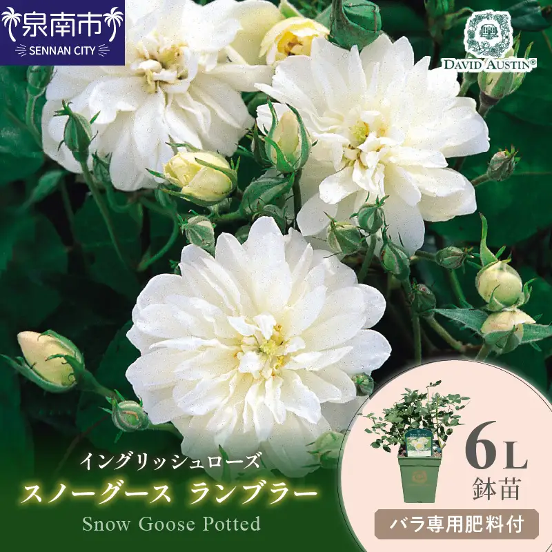 【イングリッシュローズ】デビッド・オースチン スノーグース ランブラー6L鉢苗（バラ専用肥料付）【025D-031】