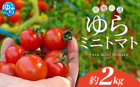【先行予約】 和歌山県由良町産 ゆらミニトマト 2kg×1箱※2025年10月中旬頃から順次発送予定(お届け日指定不可) / ミニトマト　トマト ハウス栽培 とまと 野菜 産地直送 新鮮 由良町 和歌山【ktym011】