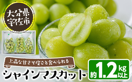 ＜先行予約受付中！2026年8月上旬以降順次発送予定＞＜数量限定＞シャインマスカット (約1.2kg) シャインマスカット 葡萄 ぶどう フルーツ 果物 くだもの 果実【115800100】【大分中央農産】