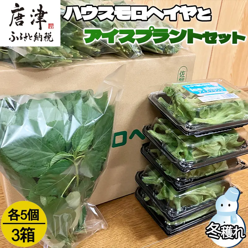 『先行予約』【12月上旬より順次発送】冬穫れハウスモロヘイヤ(100g×5袋)とアイスプラント(70g×5P)セット 3箱