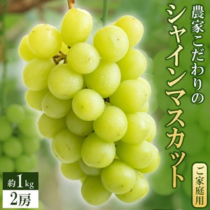 【2026年8月より順次発送】シャインマスカット（2房：約1kg）_シャインマスカット 2房 約1kg 九州 温暖 気候 活かす 農家 こだわり ご家庭用 先行受付 皮ごと食べられる 上品 甘さ フルーツ 果実 果物 ぶどう マスカット デザート おやつ お取り寄せ 福岡県 久留米市 送料無料 〔Fg013〕