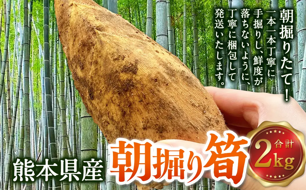 熊本県産 朝掘り 筍 約2kg 【2027年4月上旬発送開始】  たけのこ タケノコ 野菜