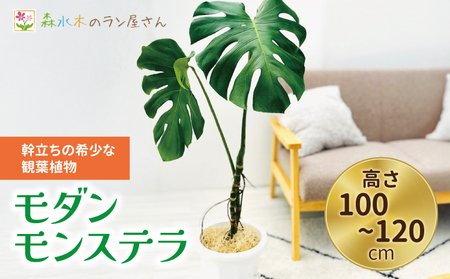 モダン モンステラ （高さ100～120cm） 熊本県 宇城市産 幹立ちモンステラ 観葉植物 ギフト 大型モンステラ モンステラ プレゼント おしゃれ 開店祝い 新築祝い スタイリッシュ インテリア 希少 植物 【森水木のラン屋さん】