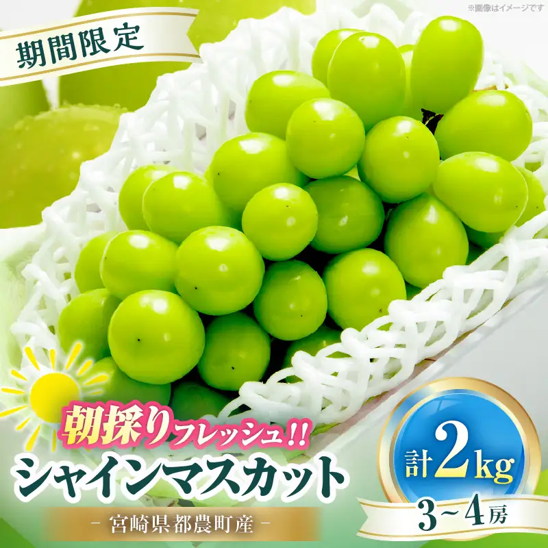 先行予約≪期間限定≫シャインマスカット(計2kg) ぶどう フルーツ 果物 デザート 国産_T051-0015