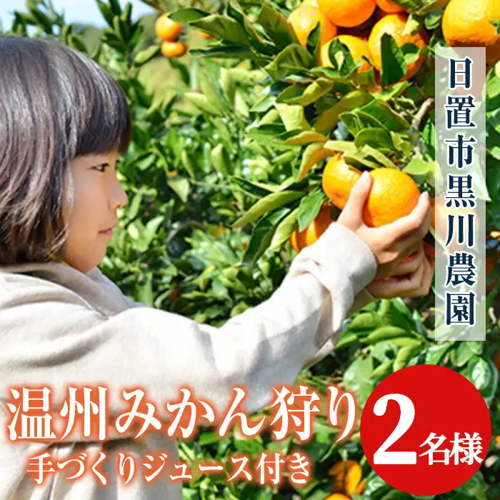 No.1251 ＜先行予約受付中＞温州みかん狩り(2名分)＆人気のジュース付き(2本)不知火 みかん狩り 体験 日置市 果物 果実 フルーツ 柑橘 みかん ミカン ジュース ミカンジュース 期間限定【黒川農園】