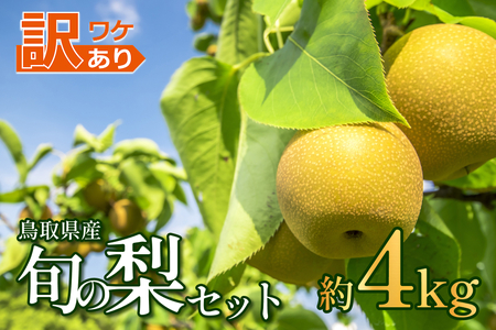 【2026・先行予約】訳あり 鳥取県産旬の梨セット 4kg｜鳥取 果物 フルーツ なし 梨 2026年収穫後【41044】
