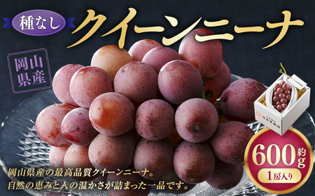 《種なし》 岡山県産 クイーンニーナ 1房（約600g）【2026年8月下旬-9月下旬発送予定】 ／ ぶどう ブドウ 葡萄 大粒 種なし 種無し フルーツ 果物 くだもの 果実