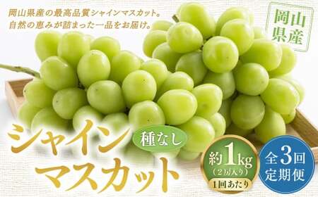 【定期便3回】 ［種なし］ 岡山県産 シャインマスカット 1kg箱（2房入り） 【2026年10月下旬発送開始】 ／ ぶどう ブドウ 葡萄 大粒 種なし 種無し フルーツ 果物 くだもの 果実