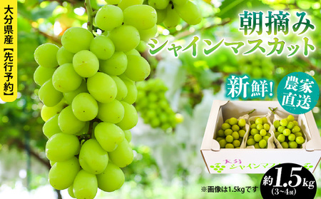 テレビで紹介されました！【先行予約】【令和8年発送】農家直送！ 新鮮！ 朝づみ シャインマスカット 1.5kg (3～4房) フルーツ 果物 贈答 大分県産 採れたて_2537R-2