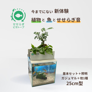 せせらぎビオトープ　25cm型基本+照明セット（ガジュマル＋他1種）