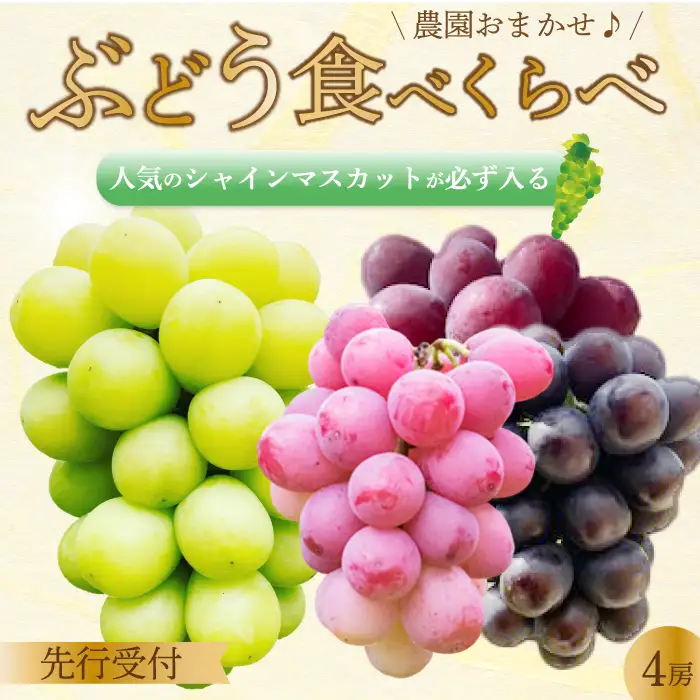 【先行受付】みのる農園おまかせ ぶどう食べくらべ（4房）葡萄 ブドウ 詰合せ 果物 フルーツ 2026年7月～10月上旬お届け 広島県三原市 206001