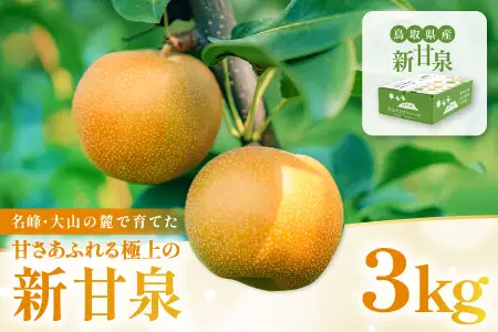 新甘泉3kg箱(鳥取県大山町産梨)【梨 新甘泉 赤秀 先行予約 季節限定 赤梨 3kg 5玉～8玉 なし 贈答用 期間限定 果物 フルーツ くだもの 数量限定】