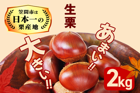 生栗 栗 2kg 1kg×2袋  特大 3L 以上 数量限定 国産 和栗 くり スイーツ 果物 フルーツ 栗きんとん モンブラン 栗ご飯 秋 旬 カサマロン 生産量 日本一 笠間 かさま ギフト プレゼント いばらき KA-001