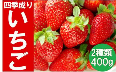 先行予約 四季成りいちご 2種食べ比べ 400g(200×2パック) 品種おまかせ いちご