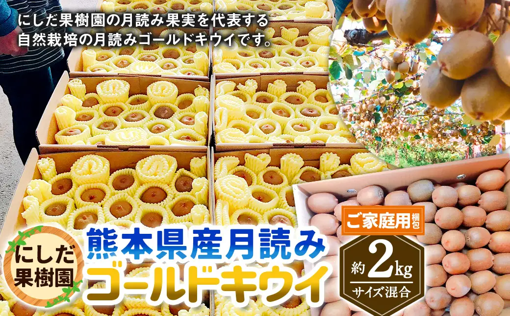 （ご家庭用梱包）にしだ果樹園の熊本県産月読みゴールドキウイ サイズ混合 約2kg 【2026年11月上旬発送開始】 キウイ フルーツ