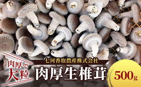 しいたけ 肉厚生椎茸500g 椎茸 シイタケ 高品質 通年栽培 肉厚 大粒 しっかり 噛み応え きのこ 千葉市 千葉県