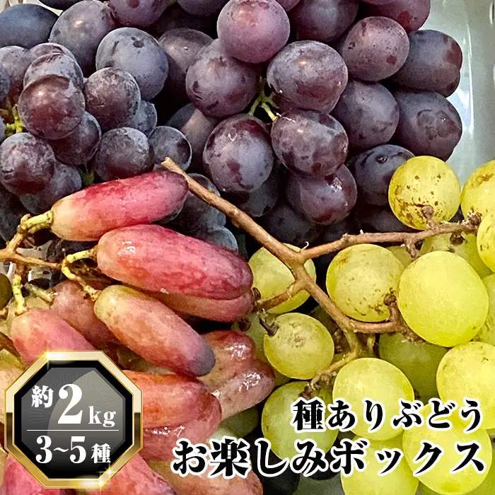 無農薬 ジベレリン処理なし種ありぶどう お楽しみボックス 計約2kg  [No.205]