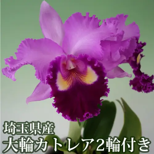 埼玉県産大輪カトレア2輪付き（ピンク系・化粧鉢入）  [No.160]