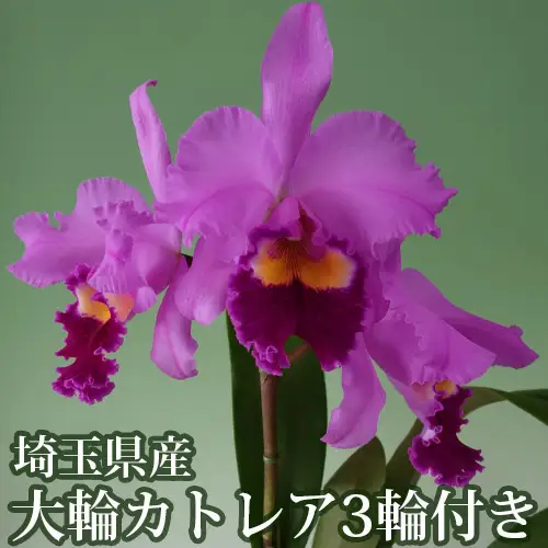 埼玉県産大輪カトレア3輪付き（ピンク系・化粧鉢入）  [No.164]