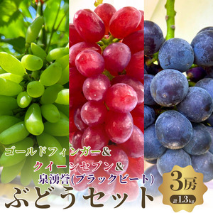 【先行予約】【数量限定】夏一番 ぶどうセット 3色 3房 セット 詰め合わせ ゴールドフィンガー クイーンセブン 泉湧誉 葡萄 ぶどう 食べ比べ フルーツ 果物  旬のフルーツ 旬の果物 大阪 大阪府 岸和田市