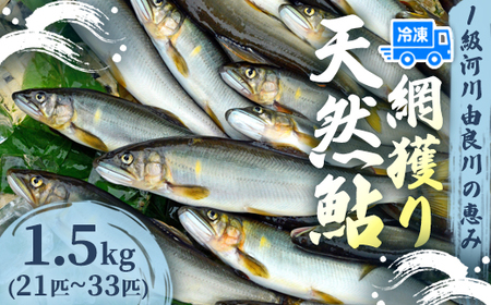 天然鮎 網獲り 冷凍 約1.5kg（約21匹～33匹）あゆ 鮎