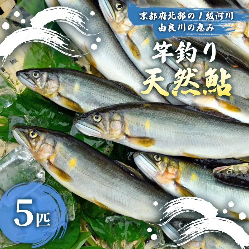 【2026年夏発送】天然鮎 竿釣り 5匹 （17～23cm） 配送不可：北海道、東北、九州、沖縄、離島