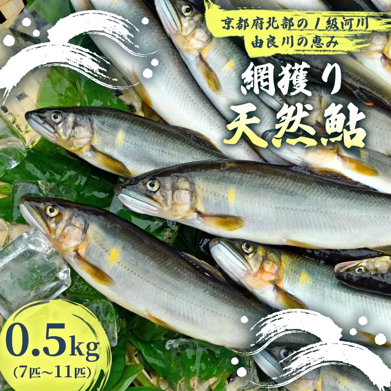 【2026年夏発送】 天然鮎 網獲り 約0.5kg（約7匹～11匹） 配送不可：北海道、東北、九州、沖縄、離島