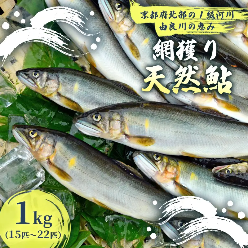 【2026年夏発送】 天然鮎 網獲り 約1kg（約15匹～22匹） 配送不可：北海道、東北、九州、沖縄、離島
