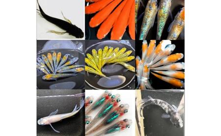厳選ミックスめだかセット10匹＋保障2匹【М～LLサイズ】　生き物 生体 魚 めだか メダカ 観賞魚 観賞用 飼育 ペット ミックス セット 東吾妻町 群馬