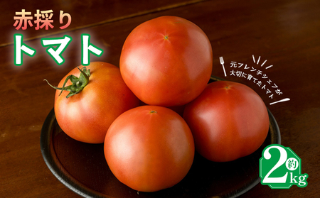 【2026年6月下旬頃から順次発送】トマト 2kg  甘みと酸味の絶妙なバランスの麗月トマト 赤採れ moto farm 愛媛県 松山市【MTF004】