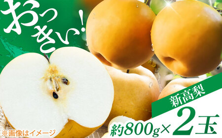まるはり新高梨（約800g×2玉入） 〈2026年9月下旬?2026年10月上旬発送〉 / 新高梨 梨 果物 フルーツ デザート 【高知市農業協同組合】 [ATBK001]