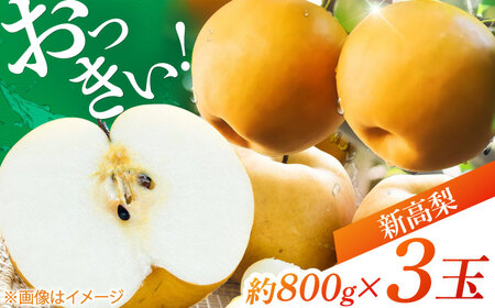 まるはり新高梨（約800g×3玉入） 〈2026年9月下旬?2026年10月上旬発送〉 / 新高梨 梨 果物 フルーツ デザート 【高知市農業協同組合】 [ATBK002]